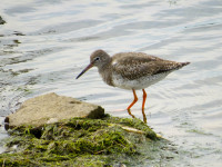 Hauxley Nature Reserve